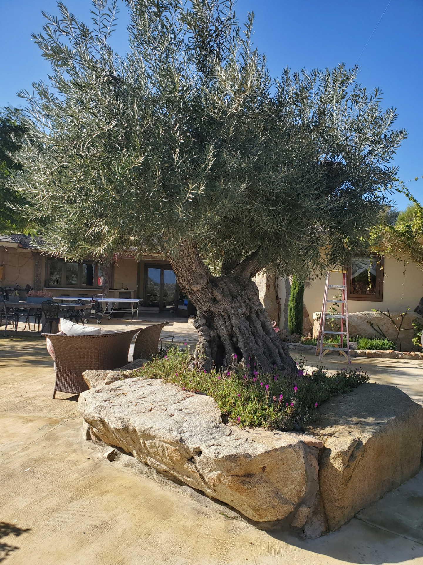 Traditional Olives