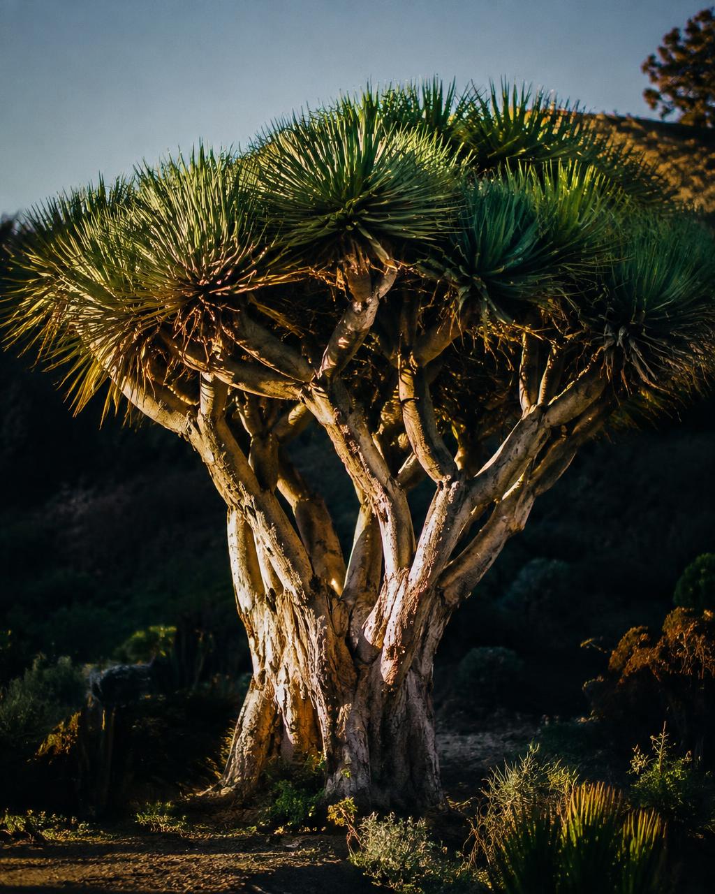 Dragon Trees