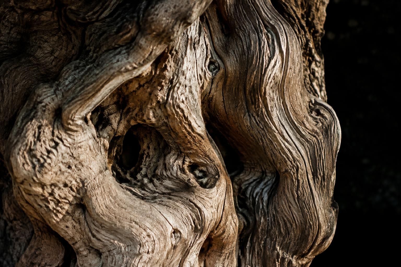 Close detail of twisted ancient olive bark